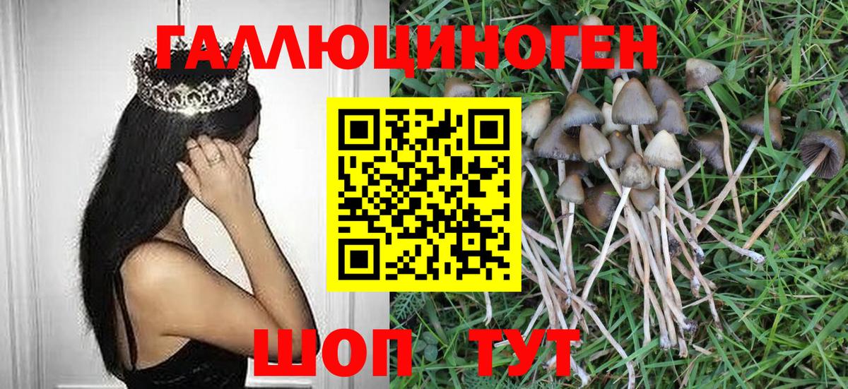 Псилоцибиновые грибы Psilocybe Ростов Великий